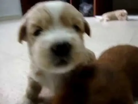 Perros Recien Nacidos Jugando! - YouTube