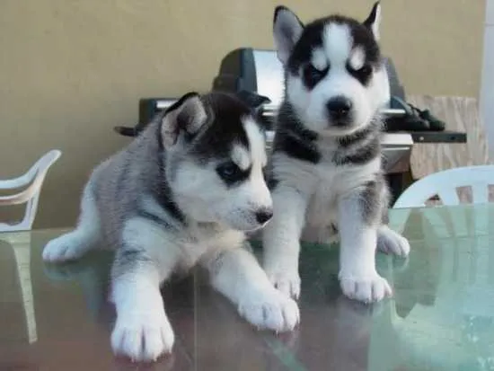 Adoptar perros Caqueta, Regalar cachorros Caqueta, adopción perros ... Adoptar perros Caqueta, Regalar cachorros Caqueta, adopción perros ...