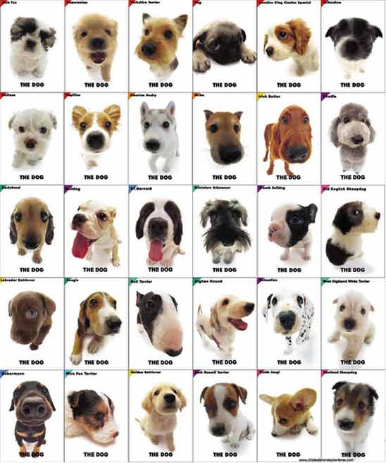 Perros Valle: Tipos de perros