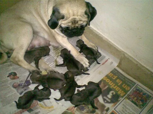 Perrotips mi Pug Carlinos y sus 7 cachorros recien nacidos ...