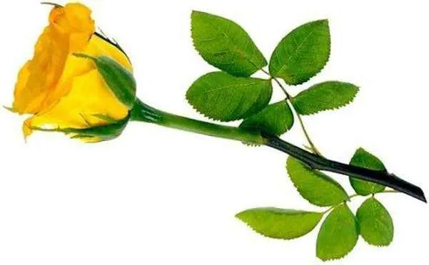Personalmente creo que el amor se demuestra los 365 días del año. Personalmente creo que el amor se demuestra los 365 días del año.