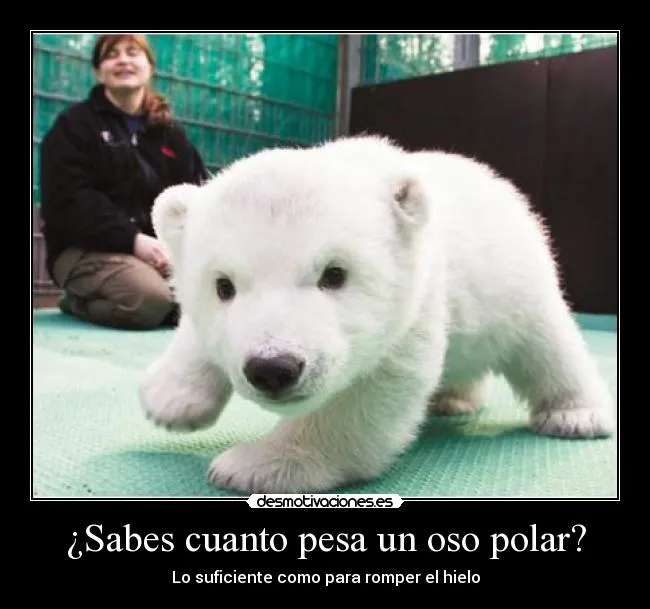 Sabes cuanto pesa un oso polar? | Desmotivaciones
