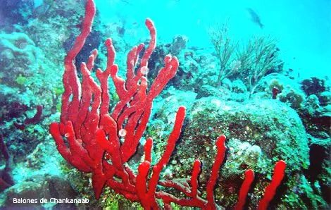 Pesca submarina | Viajar y disfrutar en Playa del Carmen y la ...