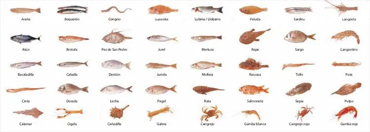 Nombres de pescados - Imagui