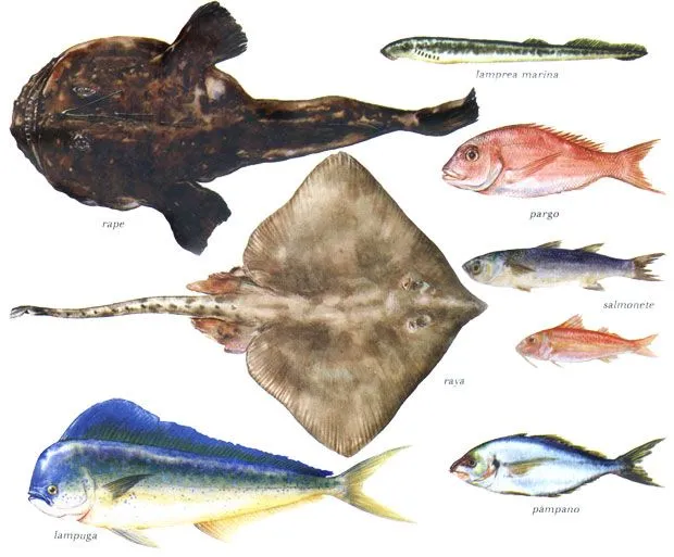 Clases de pescado de mar - Imagui