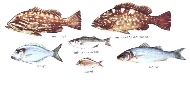 Tipos de pescados con nombres - Imagui