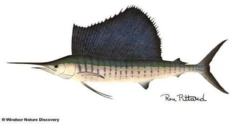 Donde Pescar :: Especies del Caribe Mexicano III: El Pez Vela Donde Pescar :: Especies del Caribe Mexicano III: El Pez Vela
