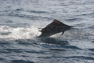 Donde Pescar :: Especies del Caribe Mexicano III: El Pez Vela Donde Pescar :: Especies del Caribe Mexicano III: El Pez Vela