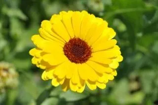 pétalos de flores amarillas | Descargar Fotos gratis