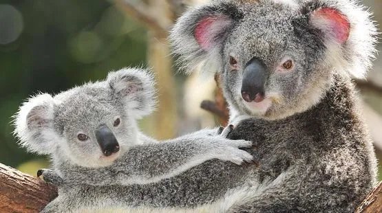 Petición - Australia: el grito de los koalas - Salva la Selva