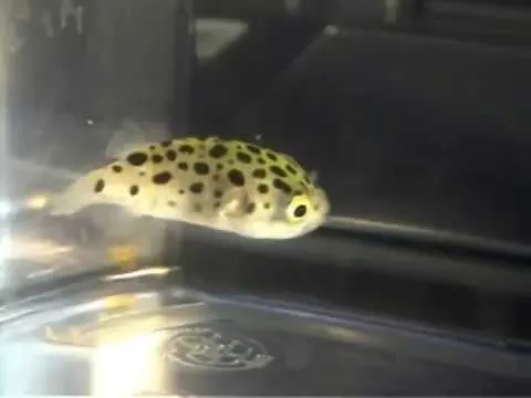Un pez bebé - Imagui