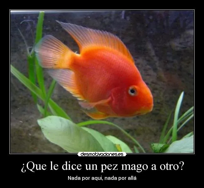 Que le dice un pez mago a otro? | Desmotivaciones Que le dice un pez mago a otro? | Desmotivaciones
