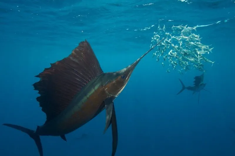 El pez más veloz del mundo - Medio Ambiente