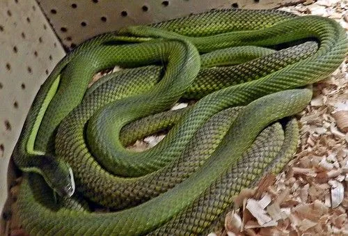 Philodryas baroni (culebra verde) - Imágenes del Mundo Animal ... Philodryas baroni (culebra verde) - Imágenes del Mundo Animal ...