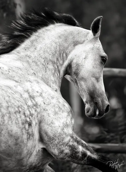 photo by Raphael Macek // BW dappled grey horse | Horses 《BW ...