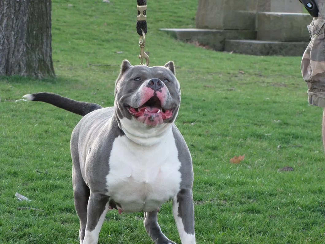 Photos Pitbull Dogs - Perros Pitbull | FOTOBLOG X Photos Pitbull Dogs - Perros Pitbull | FOTOBLOG X