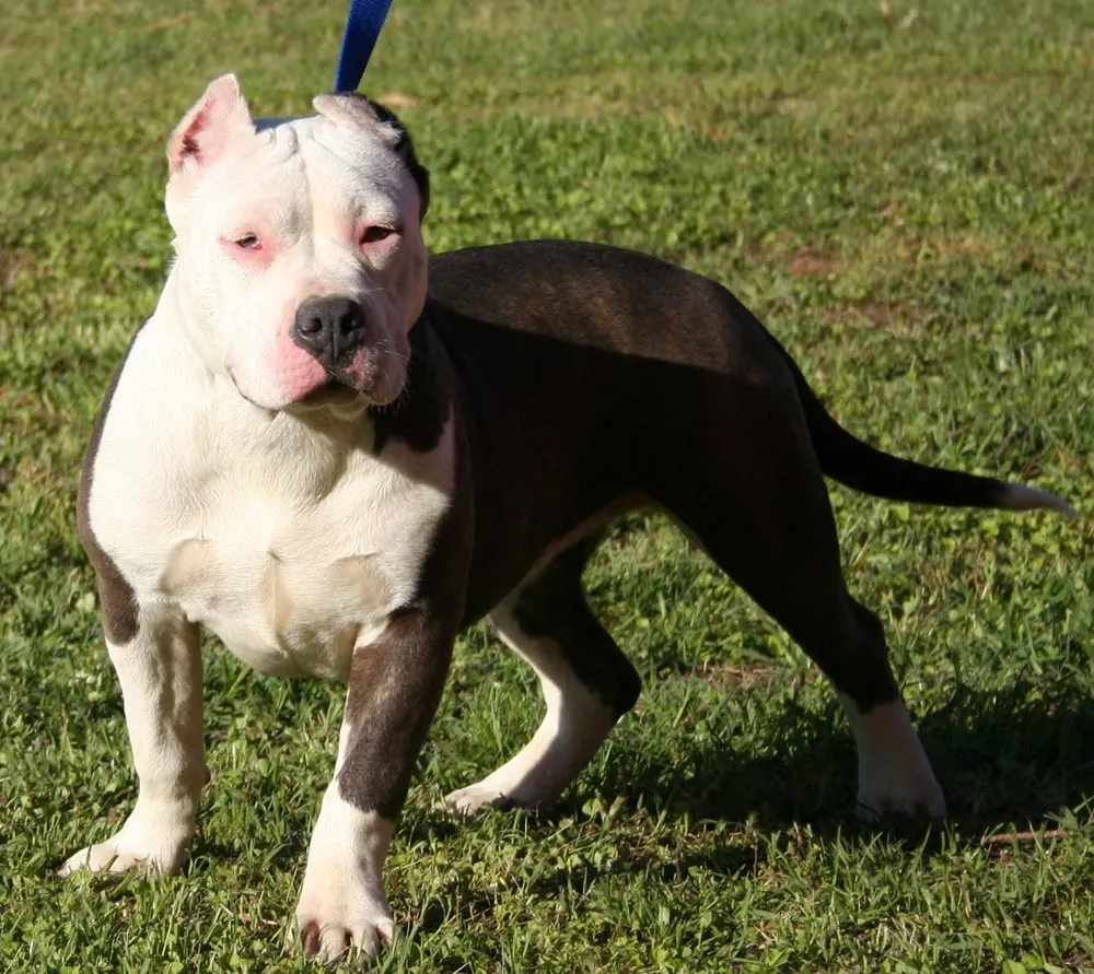 Photos Pitbull Dogs - Perros Pitbull | Fotos e Imágenes en FOTOBLOG X Photos Pitbull Dogs - Perros Pitbull | Fotos e Imágenes en FOTOBLOG X