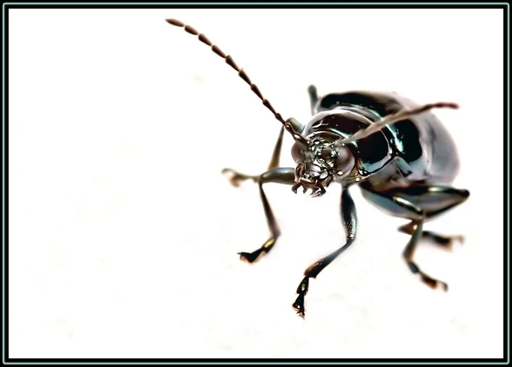 PhotoShopSys: Escarabajo fondo blanco