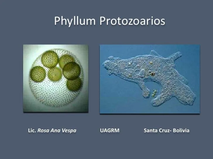 Phyllum protozoarios