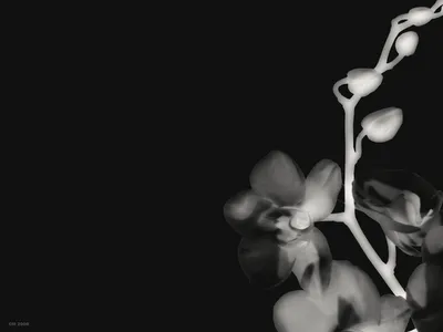 flores en blanco y negro png fondos de pantalla y mucho mas