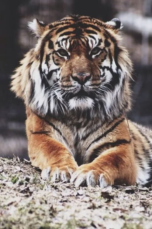 Pics For > Tiger Tumblr Hipster