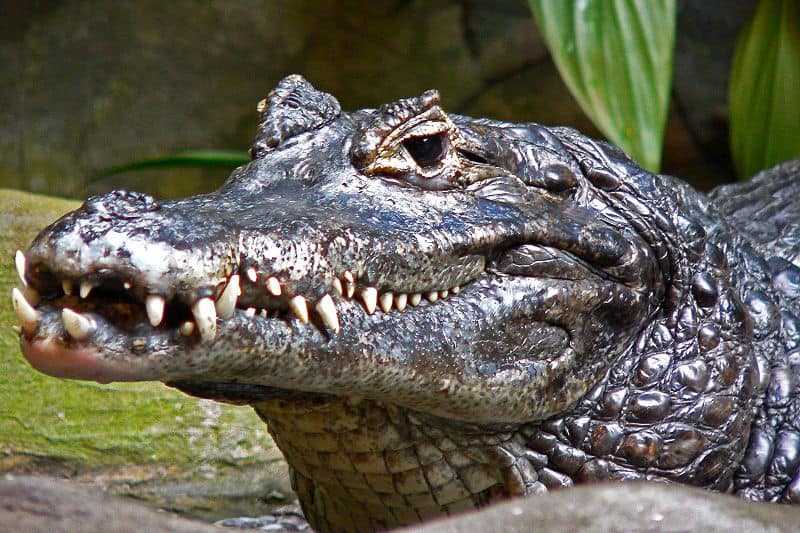 Picture 3 of 8 - Pictures and Images - Caiman (Caimaninae ... Picture 3 of 8 - Pictures and Images - Caiman (Caimaninae ...