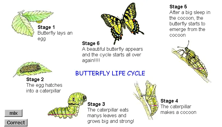 A piece of cake: Life cycle of a butterfly