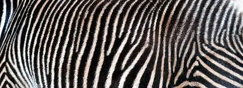 Piel de Cebra / Zebra Skin | Flickr - Photo Sharing!