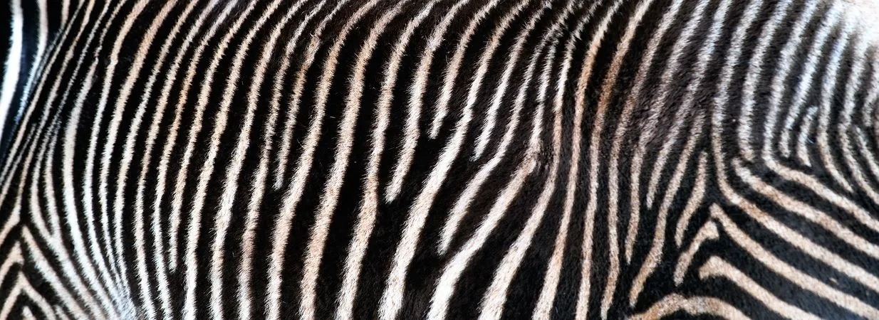 Piel de Cebra / Zebra Skin - a photo on Flickriver