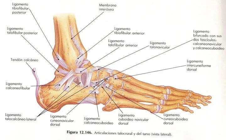 Ligamentos del pie humano - Imagui