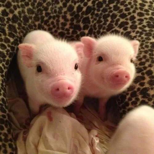 piggies | Animals | Pinterest | Cerdos, Tierra y Lechones
