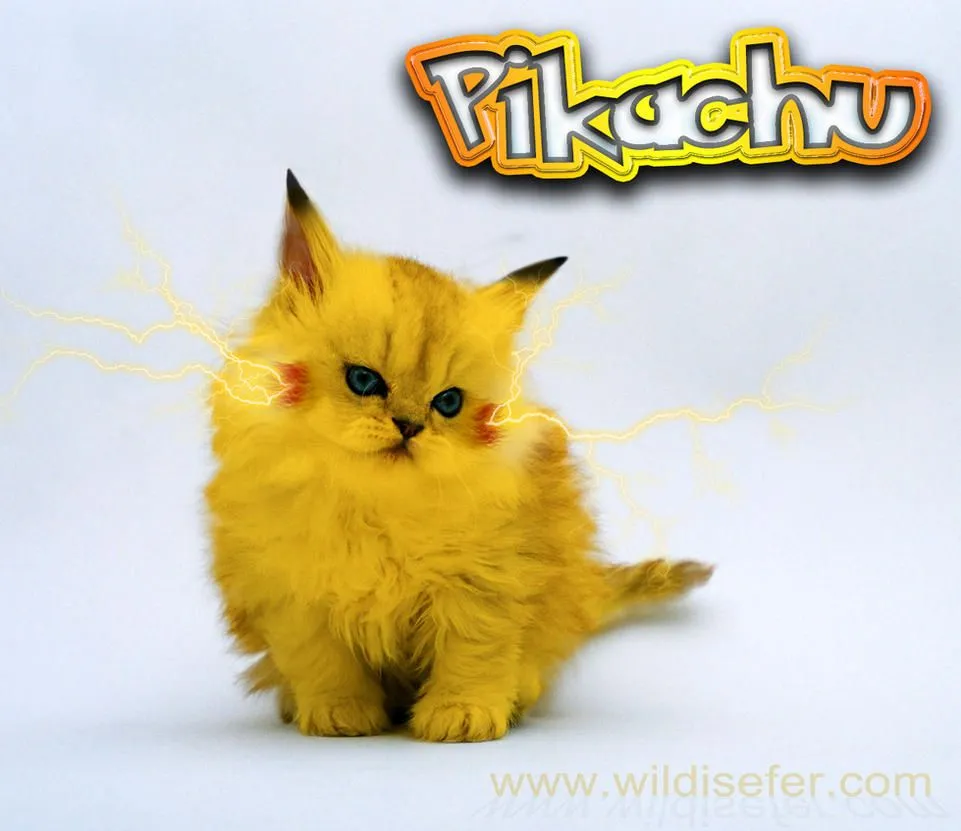 Pikachu real gato by ferchito1w08 on DeviantArt Pikachu real gato by ferchito1w08 on DeviantArt