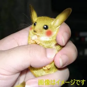 Un Pikachu vivo está a la venta