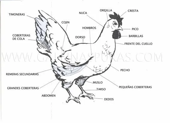 Esqueleto de una gallina y sus partes - Imagui