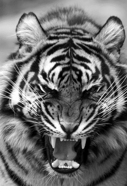 Swag tigre - Imagui