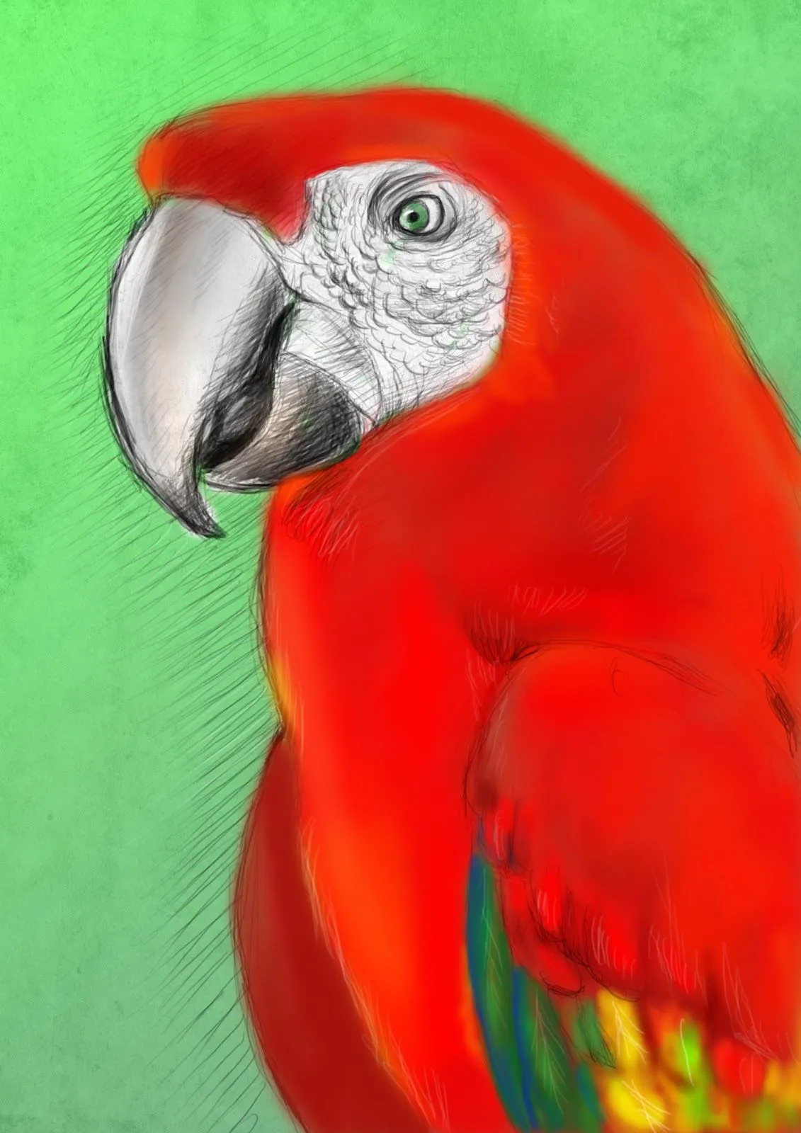Pin Dibujos De Guacamayas Pelautscom on Pinterest Pin Dibujos De Guacamayas Pelautscom on Pinterest