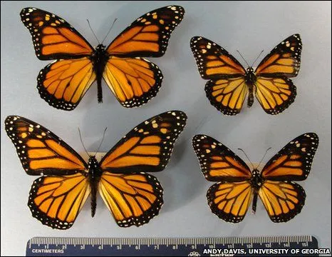 BBC Mundo - Ciencia y Tecnología - Mariposas monarcas ahora son ...