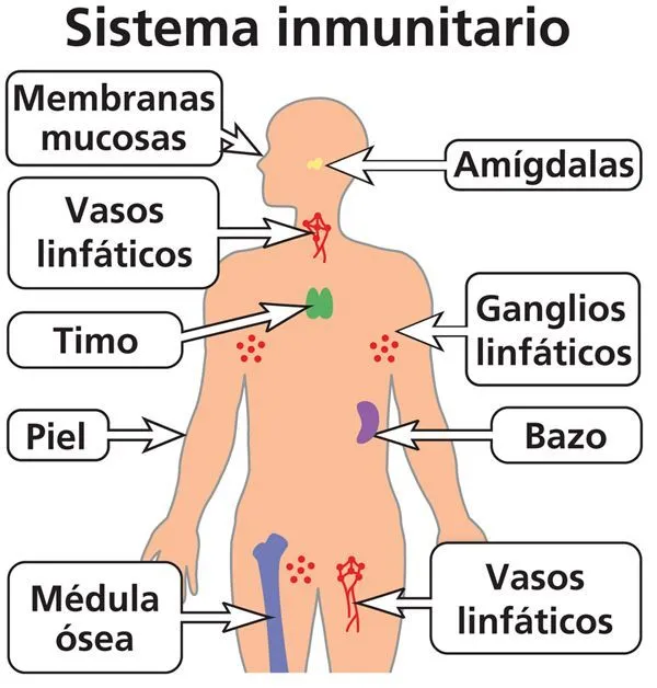 Pin on sistema inmune
