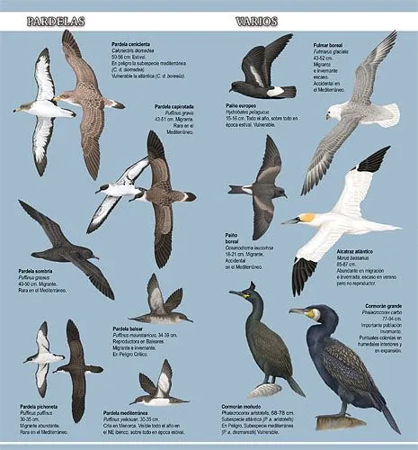 Pinceladas de Naturaleza. Wildlife Art: Cuaderno de aves marinas