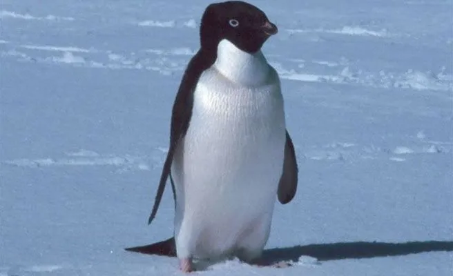 El pingüino más grande del mundo medía más de dos metros -- Qué.es --