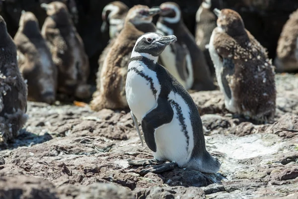 Pingüino de Magallanes en la patagonia — Foto stock © kamchatka ...