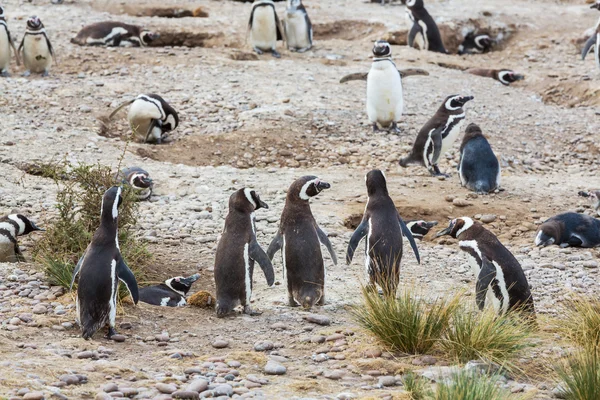 Pingüino de Magallanes en la patagonia — Foto stock © kamchatka ...