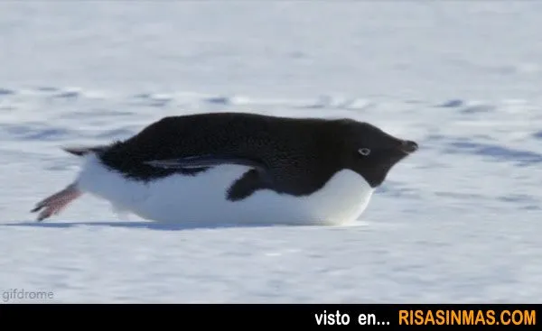 pinguino-misil.jpg