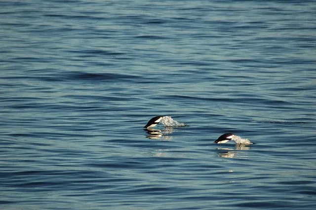pingüinos adelia saltando | Flickr - Photo Sharing!