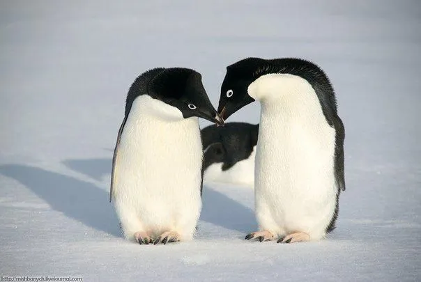 Pareja de pinguinos amor - Imagui