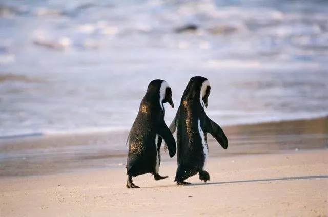 pinguinos enamorados ... | enamorados!! | Pinterest