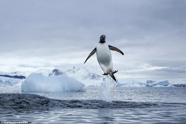 El fotógrafo capta el momento en que saltan los pingüinos CCTV ...