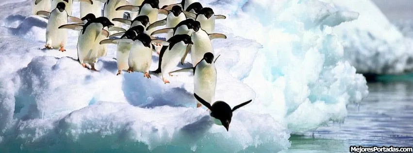 Pingüinos saltando - Mejores Portadas Facebook - Mejores Portadas