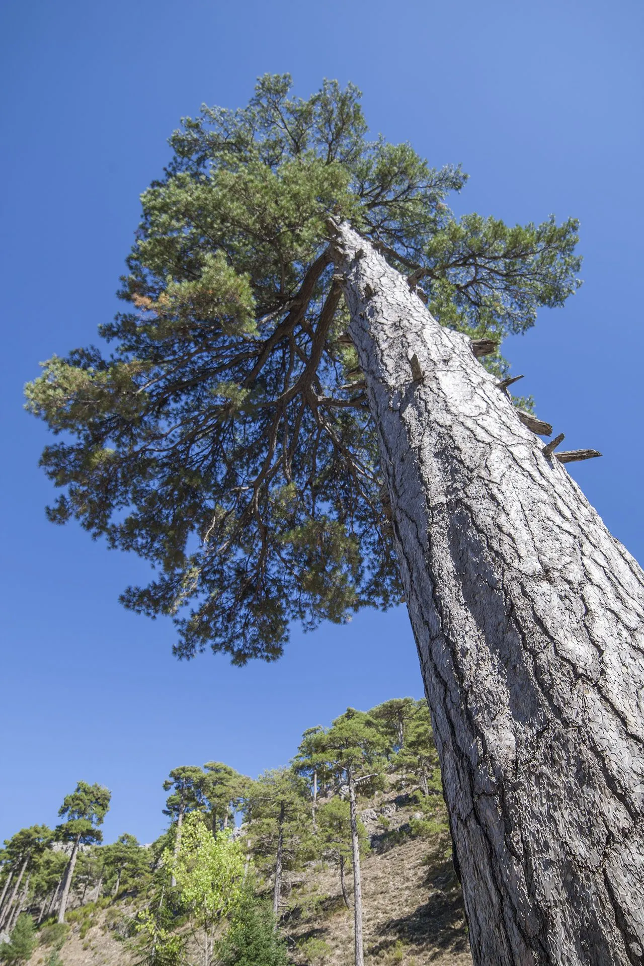 El pino Galapán (pine-tree 松) | Flickr - Photo Sharing! El pino Galapán (pine-tree 松) | Flickr - Photo Sharing!