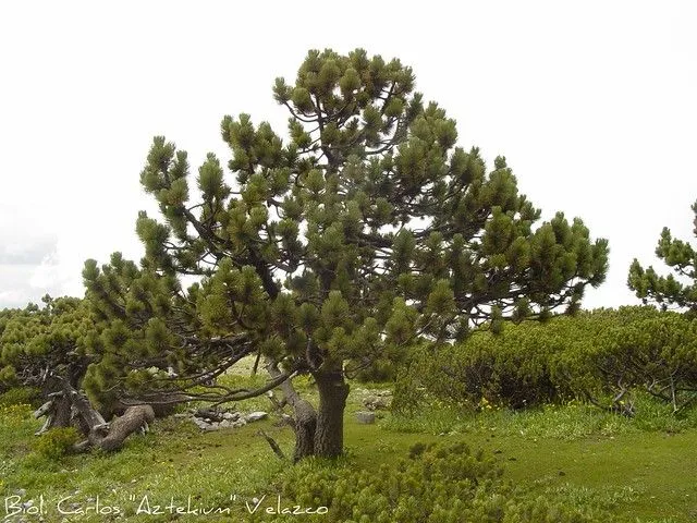 Pino negro / Hartweg's pine (Pinus hartwegii), HABITAT | Flickr ... Pino negro / Hartweg's pine (Pinus hartwegii), HABITAT | Flickr ...